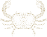 Drawing of a crab