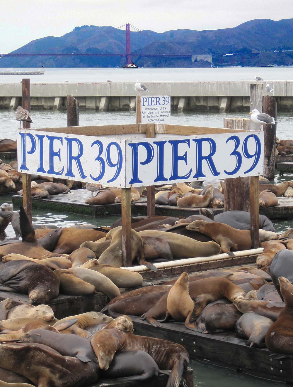 Multiple sea lions near a Pier 39 sign